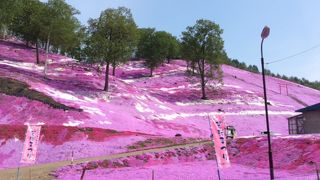 五月の東藻琴山公園は芝桜