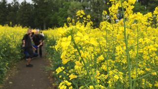 5月は菜の花のお花畑
