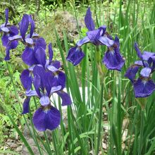 アヤメが咲いていました