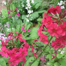 クリンソウが咲いていました