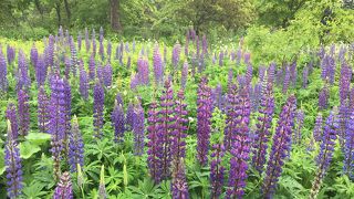 ルピナスが見頃