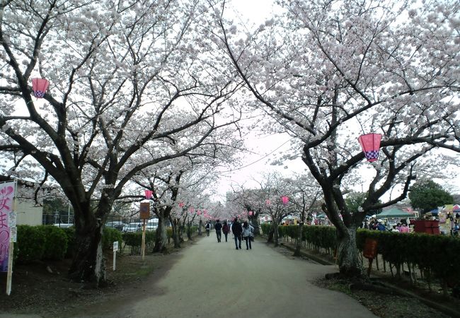 綺麗な桜並木