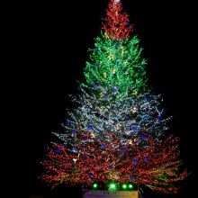 クリスマスツリー