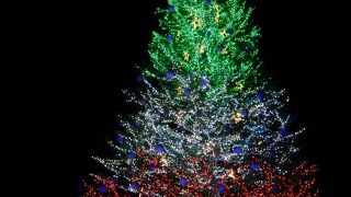 巨大なクリスマスツリーと地元の味を楽しもう