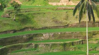 みてるとゆったりした気分になります。