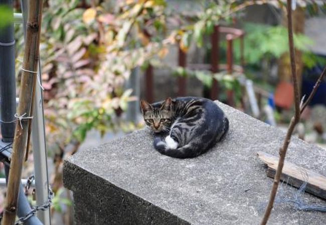 （香港）猫と廃墟の村