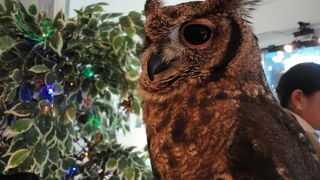 フクロウのみせ