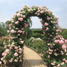 バラが咲いています