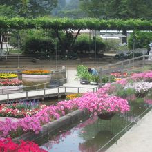 お花が綺麗に咲いてます