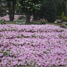 綺麗に咲いています