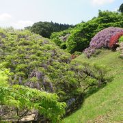 まさに藤の名所