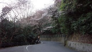 桜の時期はかなり綺麗