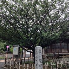 神社前のオオムラザクラは天然記念物です