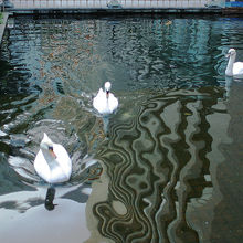噛み付くらしい白鳥