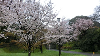 お花見期間は特別に入れます