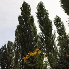 花木園から見たハンゴンソウとポプラ並木