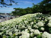 権現堂あじさいまつり