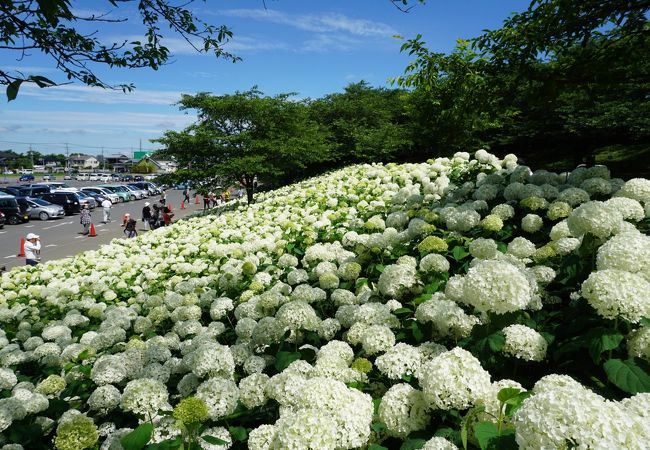 第22回幸手あじさいまつり