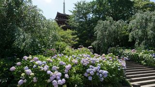 【千葉・松戸】 アジサイ寺で有名な本土寺！