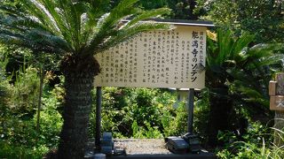 天然記念物の大ソテツ