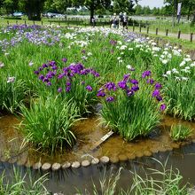 水元公園・花菖蒲園