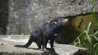タスマニアデビルがやってきた