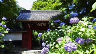 アジサイのお寺