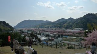 涅槃堂の裏山に桜見晴らし台がある。