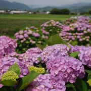 虹色の田園風景♪♪