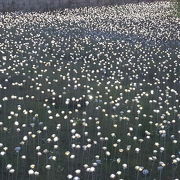 白バラ庭園