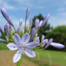 本日の自信作「ミセス・サマー」（アガパンサス）