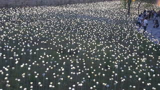白バラ庭園