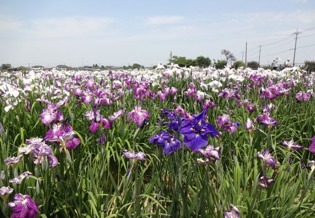 菖蒲城址あやめ園 クチコミ アクセス 営業時間 幸手 久喜 栗橋 フォートラベル