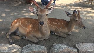 予想以上に大きな鹿たち！