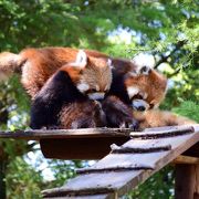 珍しい動物がたくさん