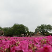 いっぱい咲いているように見える（笑）