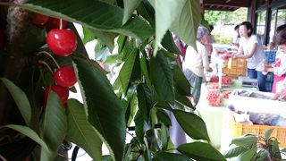 サクランボの季節は大賑わい