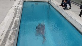 やはりあのプールです。