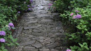 紫陽花飾りのお寺