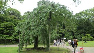 エドヒガンザクラです