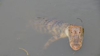 ワニがたくさん