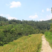 体験後は山を上らないといけないので汗だく
