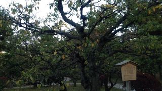 梅の開花時期でないとあまり見栄えはしない