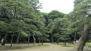 元はうっそうとした松原でした