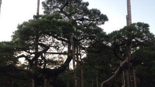 形良く広がった枝が美しいと感じました