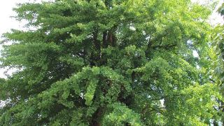 浅草寺の御神木