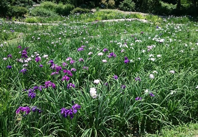 花しょうぶ園