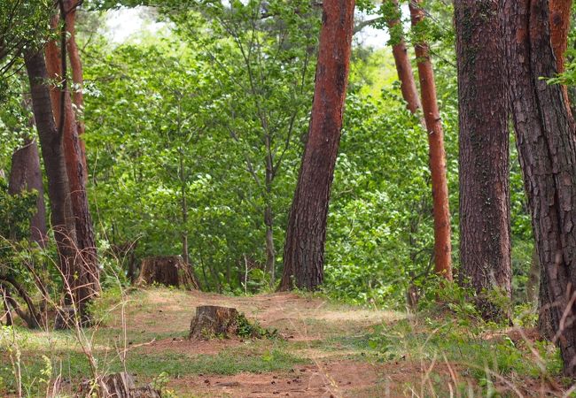 霞丘陵自然公園 クチコミ アクセス 営業時間 青梅 フォートラベル