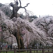 見事なしだれ桜