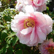 あけぼの山日本庭園